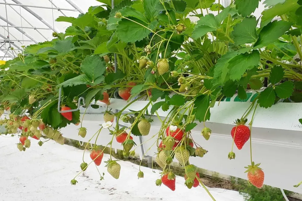 Fraises direct producteur à Villeseneux