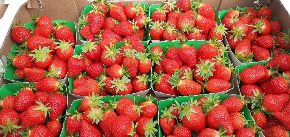 Vente de fraises à Villeseneux