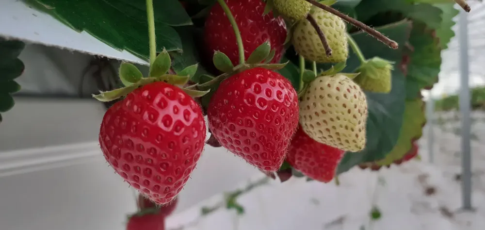 Fraises pour pâtisserie à Villeseneux