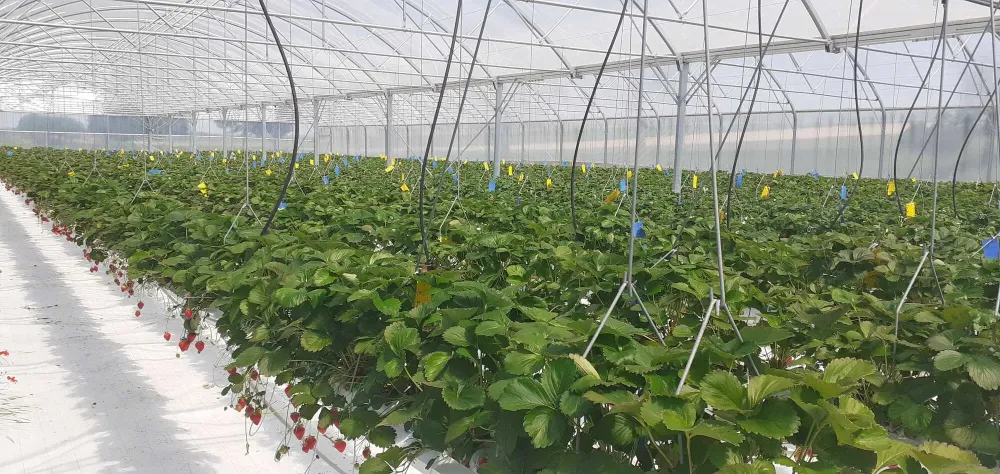 Producteur de fraises à Villeseneux