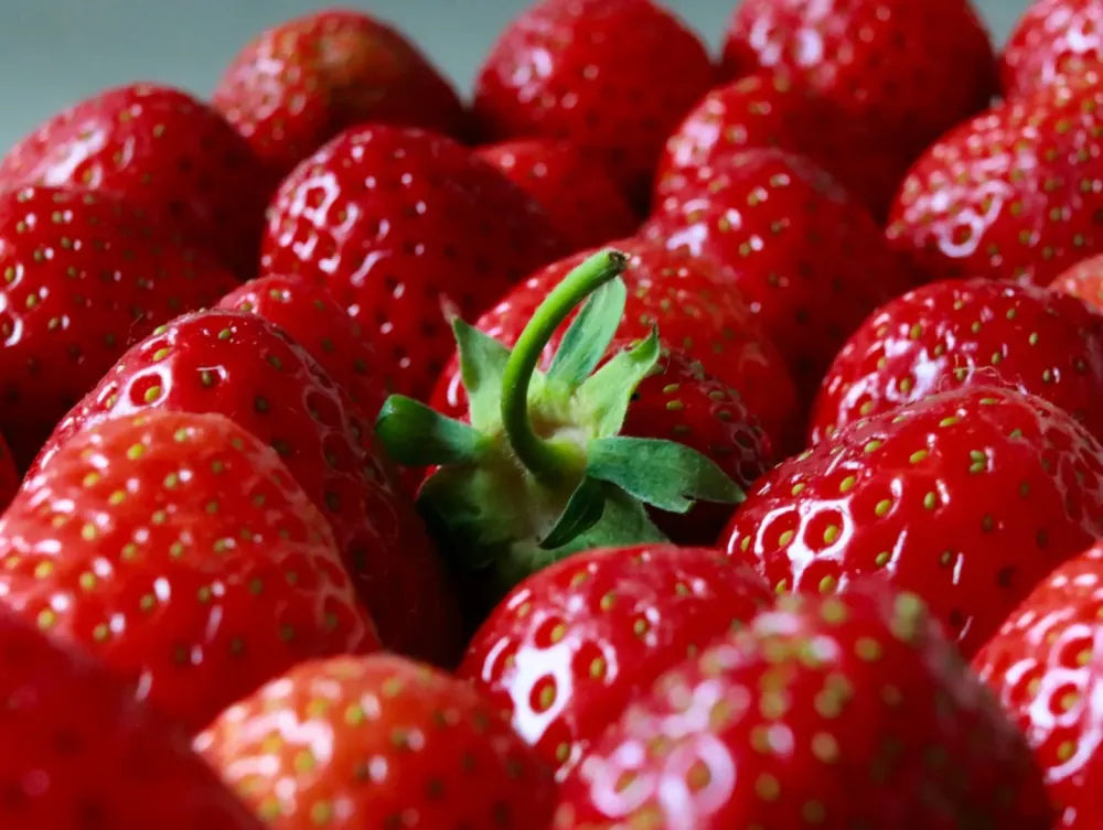 Fraises pour restaurants à Villeseneux