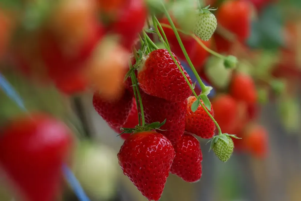 Fraises locales à Villeseneux