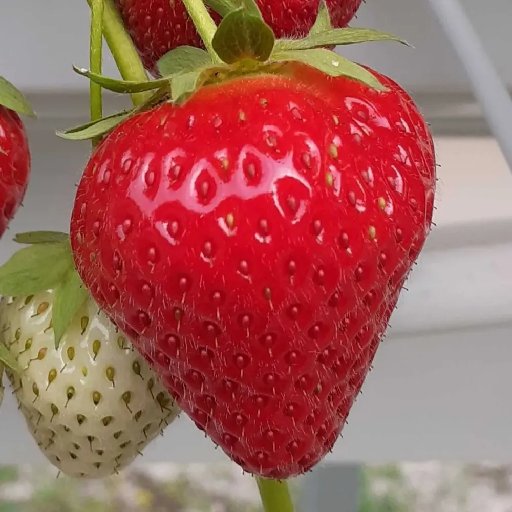 charlotte-ll-fraises-villeseneux