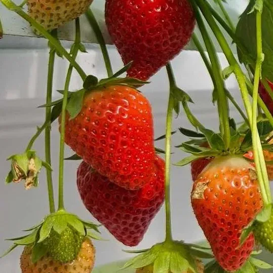 fraises-hors-sol-ll-fraises-villeseneux